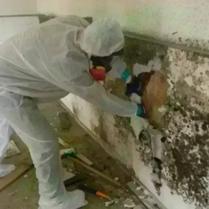 Mold Remediation and Removal in Pickens County, GA